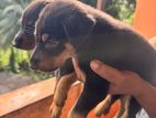 Doberman Puppies