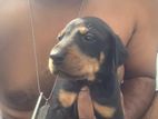 Doberman Puppies