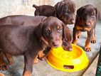 Doberman Puppies
