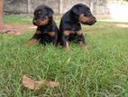 Doberman Puppies