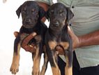 Doberman Puppies