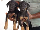 Doberman Puppies