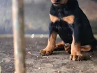 Doberman Puppies