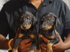 Doberman Puppies