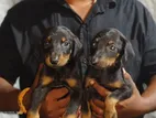 Doberman Puppies