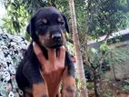Doberman Puppies