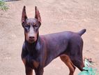 Doberman Puppies