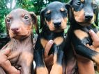 Doberman puppies