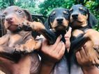 Doberman Puppies