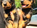 Doberman Puppies