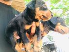 Doberman Puppies