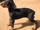 Doberman Puppies