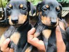 Doberman Puppies