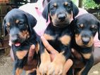 Doberman Puppies
