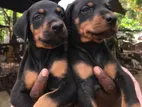 Doberman Puppies