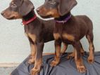 Doberman Puppies