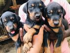 Doberman Puppies