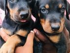 Doberman Puppies