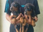 Doberman Puppies