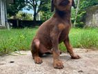 Doberman puppies