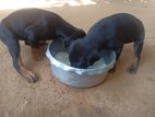 Doberman Puppies