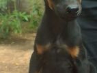 Doberman Puppies