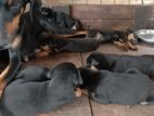 Doberman Puppies