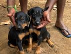 Doberman Puppies