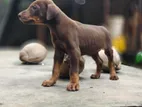 Doberman Puppies