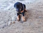 Doberman Puppies