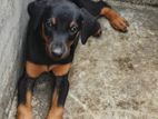 Doberman Puppies