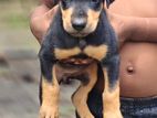Doberman Puppies
