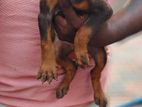 Doberman Puppies