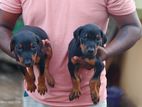 Doberman Puppies