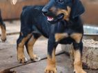 Doberman Puppies