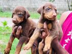 Doberman Puppies