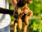 Doberman Puppies