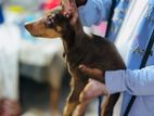 Doberman Puppy