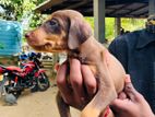 Doberman Puppies