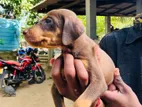 Doberman Puppies