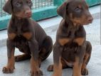 Doberman Puppies