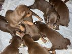 Doberman Puppies