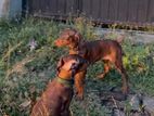 Doberman Puppies – Male With Female 10 Weeks Old