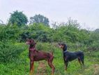 Doberman Puppies