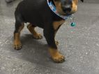 Doberman Puppy