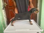 Doberman Puppy