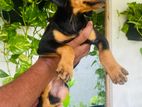 Doberman Puppy