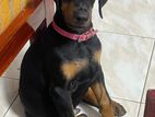 Doberman Puppy
