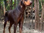 Doberman Dog for Crossing