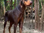 Doberman Dog for Crossing